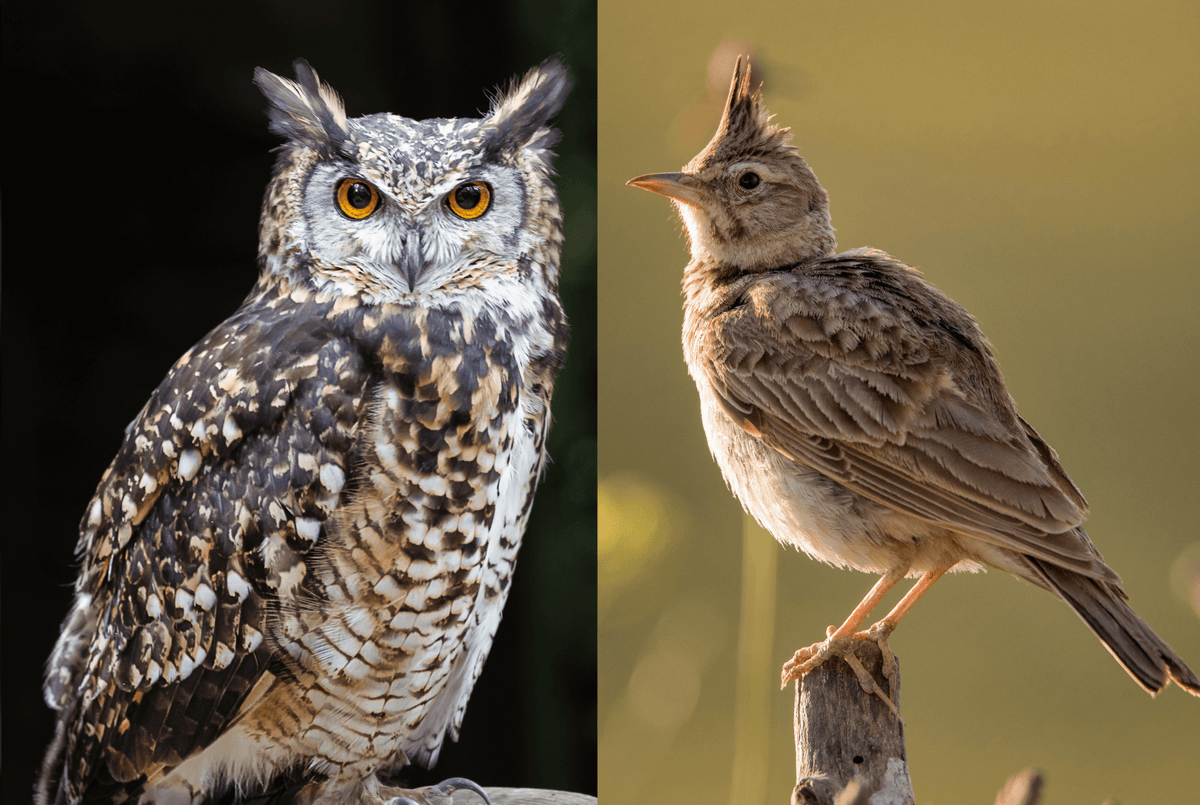 Nachteule und der frühe Vogel, die Lerche