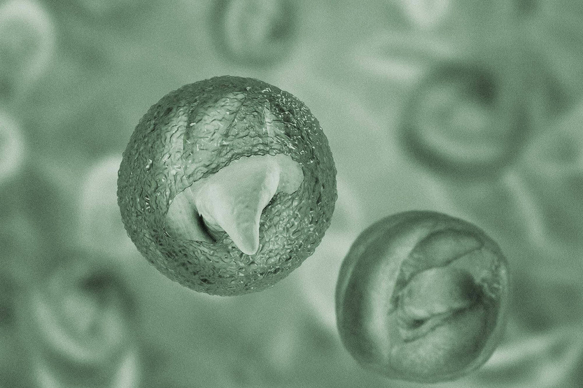 Stark vergrößerte Kryptosporidie