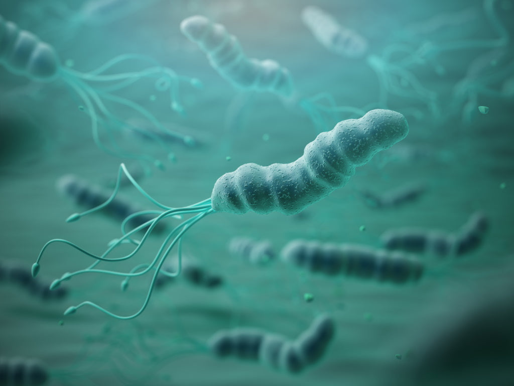 Das Bakterium Helicobacter pylori unter dem Mikroskop