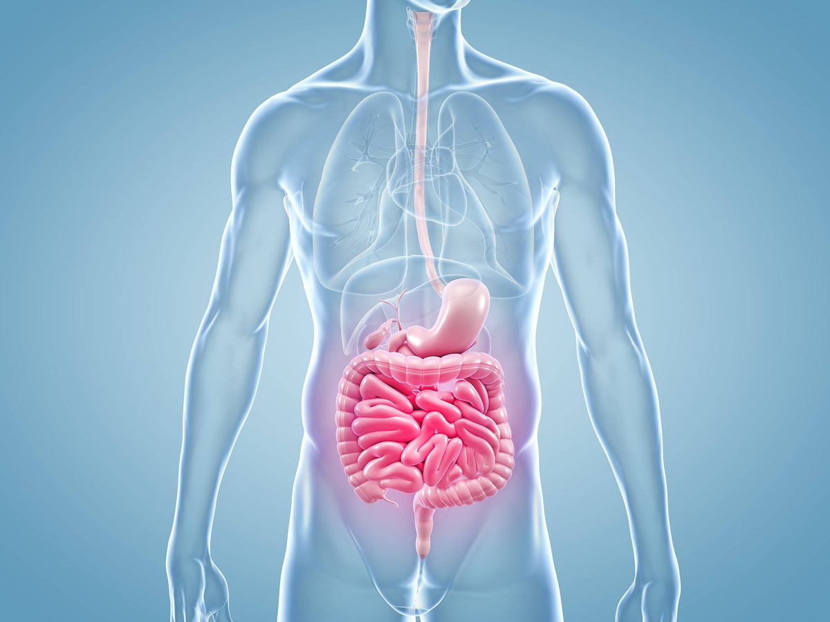 Morbus Crohn - Entzündungen im Darm