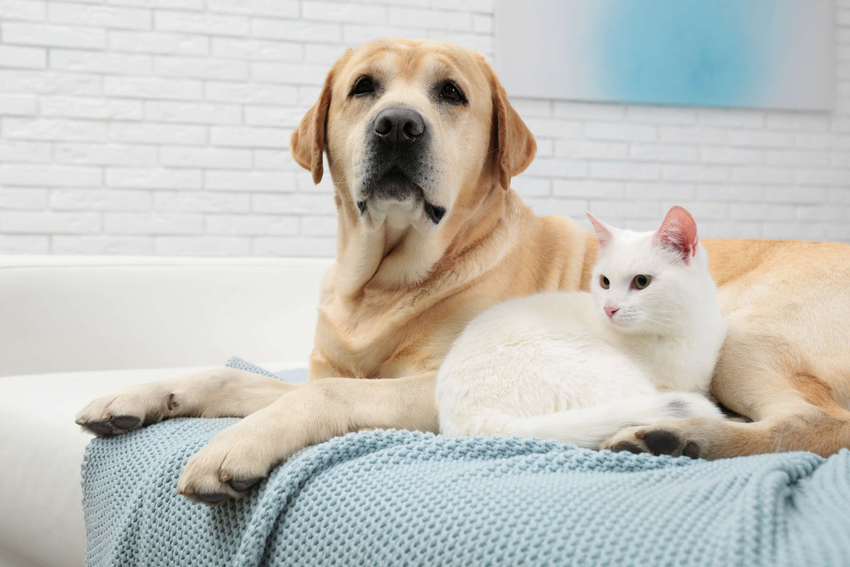 Tierhaarallergie – allergisch auf Katzen und Hunde