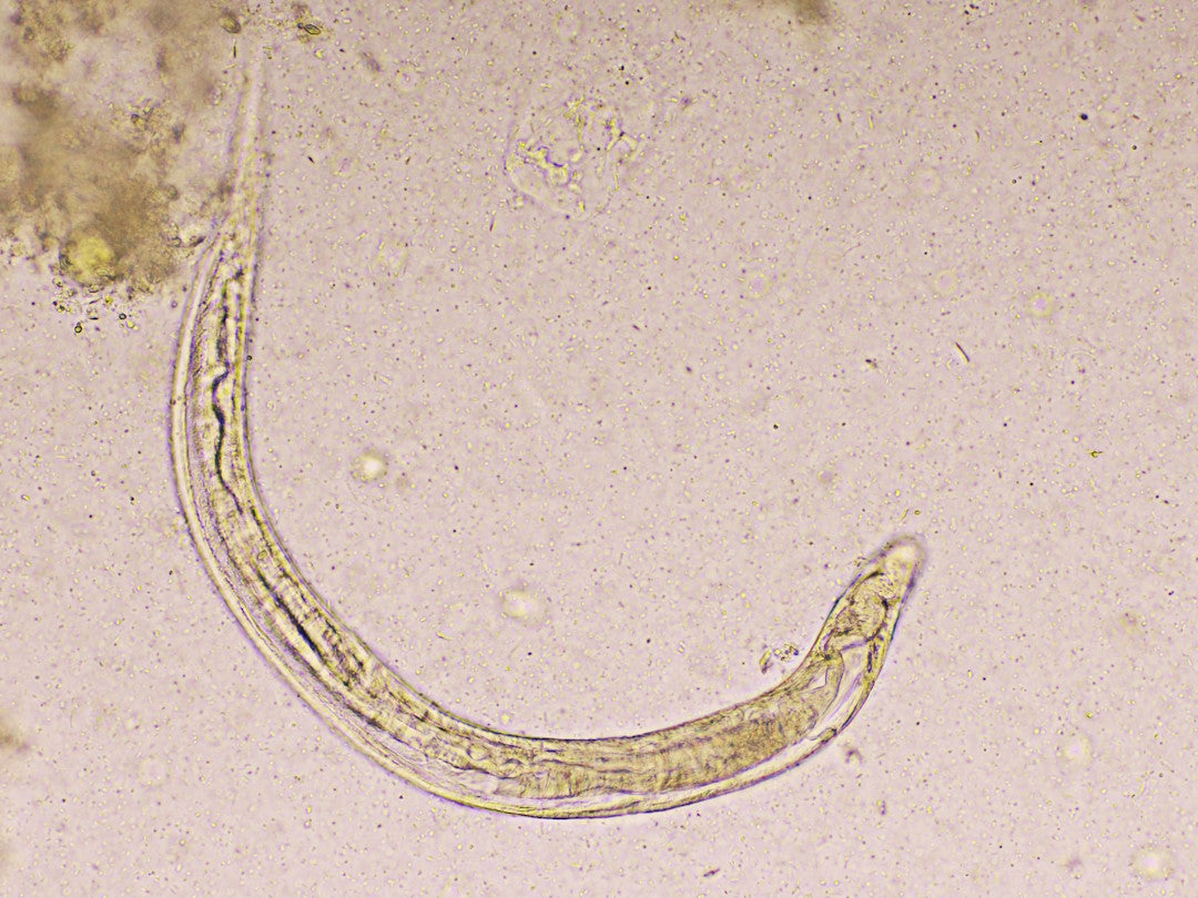 Zwergfadenwurm unter dem Miksroskop